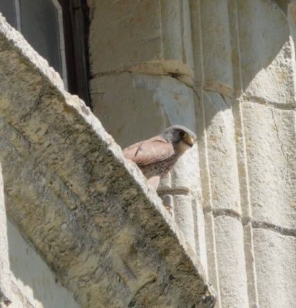 Falco tinnunculus