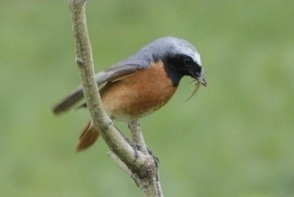 Phoenicurus phoenicurus