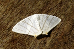 Brachurapteryx tesserata