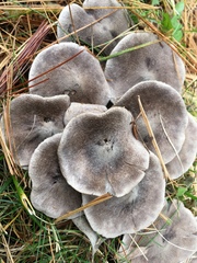 Tricholoma terreum image