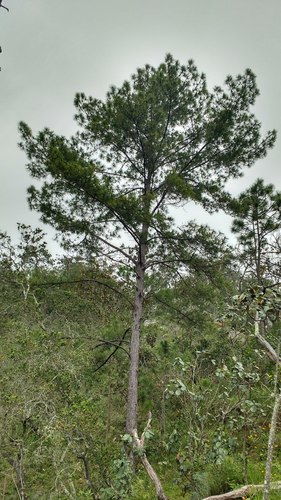 Jalisco pine
