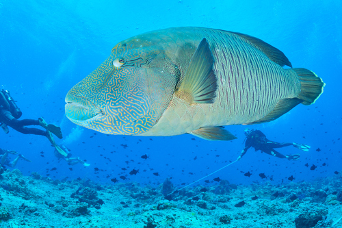 Napoleon Wrasse
