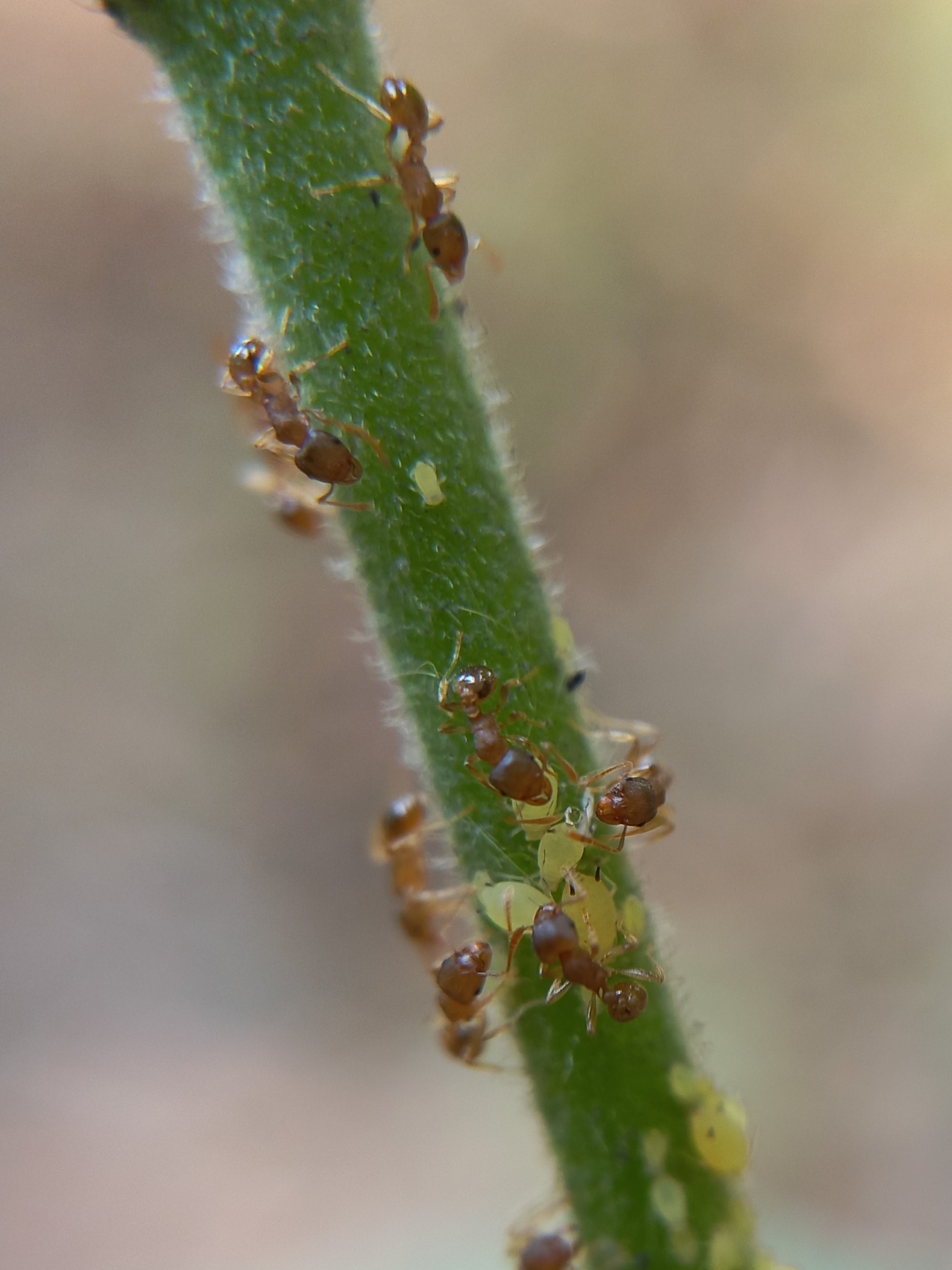 Tetramorium wroughtonii