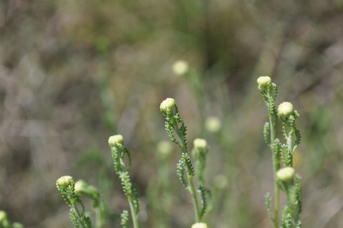 Santolina chamaecyparissus