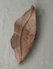 Sarisa muriferata