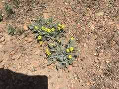Viola purpurea aurea