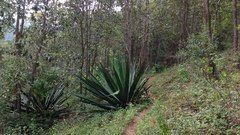 Furcraea guerrerensis