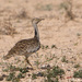Houbara Bustards - Photo (c) Juan Emilio, some rights reserved (CC BY-SA)