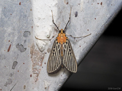 Tyspanodes exathesalis