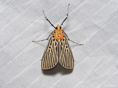 Tyspanodes exathesalis