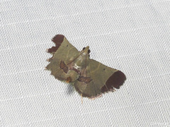 Tegulifera drapesalis