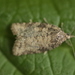 Common Tortrix - Photo (c) Sepp Schmid, some rights reserved (CC BY-NC), uploaded by Sepp Schmid