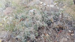 Grusonia aggeria
