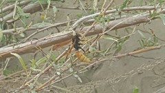 Polistes comanchus comanchus