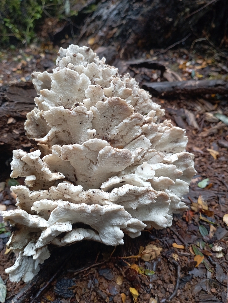 Postia punctata