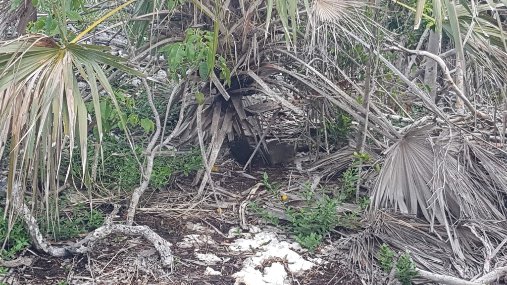 Bahamian Hutia in November 2018 by laquita14. Observed 4 others in the ...