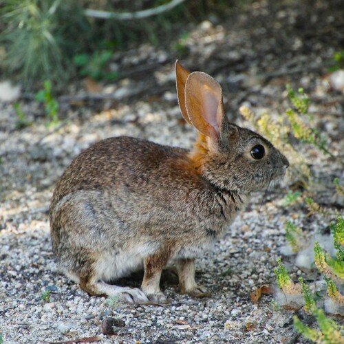 iNaturalist observation photo of Desert Cottontail