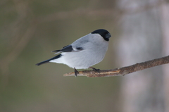 Pyrrhula pyrrhula cineracea