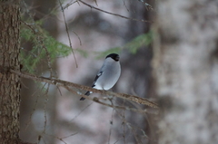 Pyrrhula pyrrhula cineracea