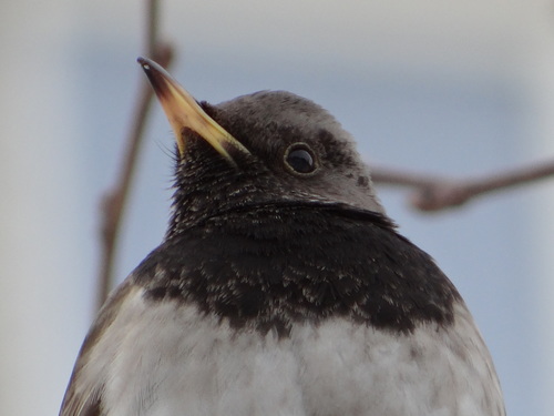 Black-throated Thrush