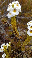 Euphrasia monroi