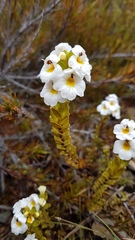 Euphrasia monroi