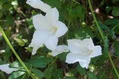Calystegia tuguriorum