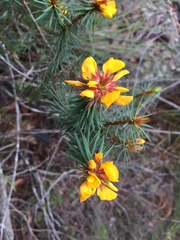 Pultenaea stipularis