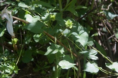 Calystegia tuguriorum