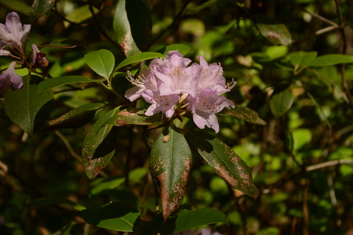 Image of Rhododendron minus by (c) Siddarth Machado, some rights reserved (CC BY)