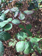 Candicantes
