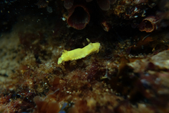 Diversidoris sulphurea