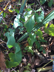 Calystegia sepium sepium
