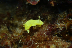Diversidoris sulphurea
