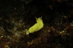 Diversidoris sulphurea
