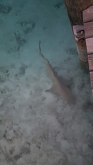 Negaprion brevirostris