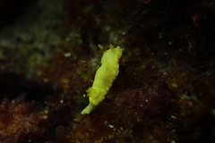 Diversidoris sulphurea