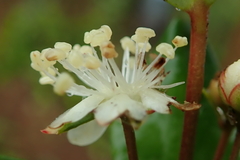 Eugenia albanensis