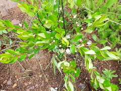 Eugenia albanensis