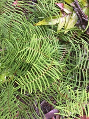 Gleichenia dicarpa