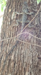 Chlamydosaurus kingii