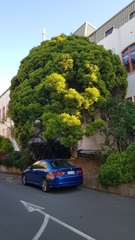 Metrosideros bartlettii