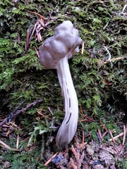 Helvella maculata