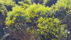 Metrosideros bartlettii