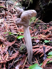 Helvella maculata
