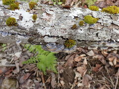Trametes versicolor image