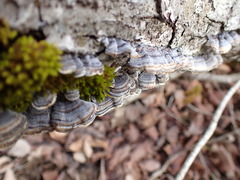 Trametes versicolor image