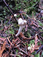 Helvella maculata