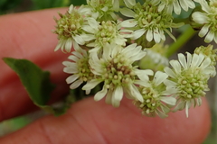Microglossa mespilifolia