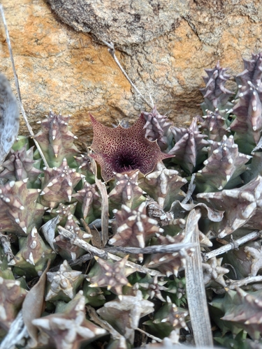 Ceropegia clavigera